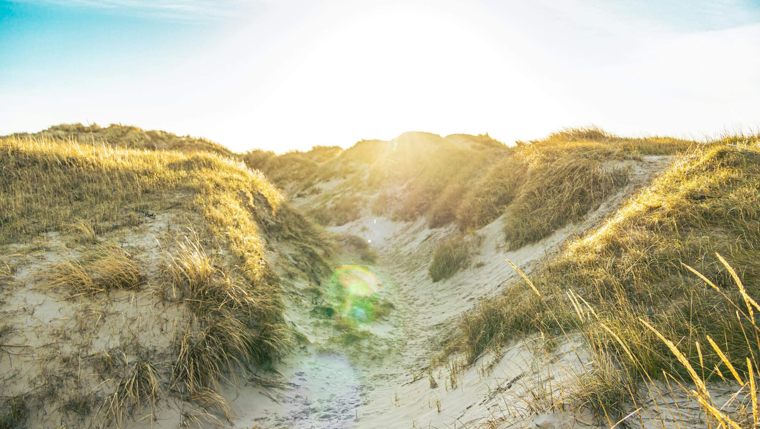 En sandet sti snor sig mellem græsklædte klitter under en klar, solrig himmel, hvor sollyset skaber en varm glød og lens flare i forgrunden.